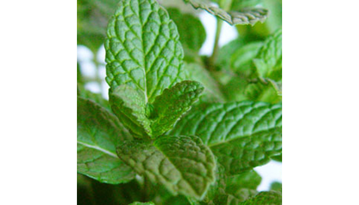 A hűsítő menta